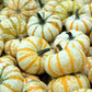 20 MINI MIX PUMPKIN Miniature Cucurbita Pepo White Green Orange Striped Vegetable Seeds