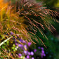 30 Violet PANIC GRASS Panicum Miliaceum Violaceum Ornamental Purple Millet Seeds