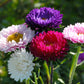 1000 POWDER PUFF ASTER Mix Callistephus Chinensis Flower Seeds