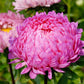 30 Duchess PINK PAEONY ASTER French Peony Callistephus Flower Seeds