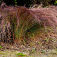 300 LITTLE BLUESTEM GRASS Schizachyrium Scoparius Seeds