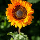 50 ORANGE PRINCE Cape DAISY Monarch of the Veldt Venidium Fastuosum Flower Seeds