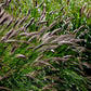 10 Dwarf BLACK FOUNTAIN GRASS Pennisetum Alopecuroides Viridescens Hardy Ornamental Seeds