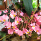 500 BULK HARDY BEGONIA Grandis Rose Pink Perennial Sun - Shade Flower Seeds