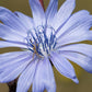 1000 CHICORY (Blue Daisy / Blue Sailors / Coffeeweed / Succory) Cichorium Intybus Flower Herb Seeds