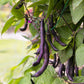 40 Royalty PURPLE POD BEAN Phaseolus Vulgaris Vegetable Seeds