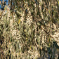 10 AMERICAN SILVERBERRY Elaeagnus Commutata aka Wolf Willow Wolfberry Wild Olive Berry Fruit Shrub Seeds