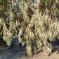 10 AMERICAN SILVERBERRY Elaeagnus Commutata aka Wolf Willow Wolfberry Wild Olive Berry Fruit Shrub Seeds