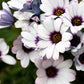 50 WHITE AFRICAN Cape DAISY Dimorphotheca Sinuata Flower Seeds