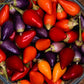 25 BOLIVIAN RAINBOW PEPPER Multi Colored Chili Capsicum Annuum Vegetable Seeds