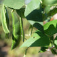 50 Speckled Dixie BUTTERPEA LIMA BEAN Phaseolus Vulgaris Bush Vegetable Seeds