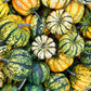 15 CARNIVAL SQUASH Winter Cucurbita Pepo Vegetable Seeds