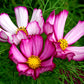 300 CANDY STRIPE COSMOS Bipinnatus Pink White Flower Seeds