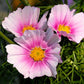 150 DAYDREAM COSMOS Bipinnatus Flower Seeds