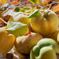 20 COMMON CULINARY QUINCE Fruit Tree Cydonia Oblonga Flowering Shrub Seeds