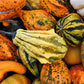 30 MIXED GOURD Lagenaria Siceraria Seeds
