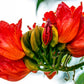 15 Red AFRICAN TULIP TREE (Fire Tree / Flame of the Forest / Fountain Tree) Spathodea Campanulata Seeds