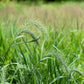 500 CANADIAN RYE Elymus Canadensis Grain Grazing Grass Ground Cover Seeds