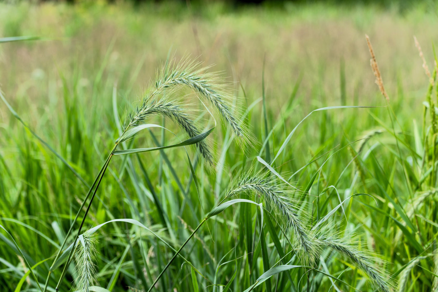 500 CANADIAN RYE Elymus Canadensis Grain Grazing Grass Ground Cover Seeds