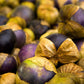 50 PURPLE TOMATILLO Husk Tomato Physalis Ixocarpa Fruit Vegetable Seeds