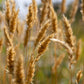 150 SWEET VERNAL GRASS Sweet Grass Vanilla Grass Anthoxanthum Odoratum Fragrant Vernalgrass Ornamental Craft Seeds