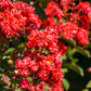 35 RED CREPE MYRTLE Lagerstroemia Indica Flowering Shrub Bush Small Tree Seeds