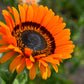 50 ORANGE PRINCE Cape DAISY Monarch of the Veldt Venidium Fastuosum Flower Seeds