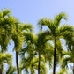 10 Florida ROYAL PALM Roystonea Regia Tree Houseplant Seeds