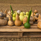 20 BIRDHOUSE GOURD (Hard Shelled Gourd / Calabash) Lagenaria Siceraria Vine Seeds
