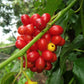10 CAROLINA MOONSEED Snailseed / Coralbeads Flower Vine Cocculus Carolinus Seeds