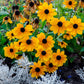 250 Dwarf MARMALADE RUDBECKIA Hirta Golden Orange Black Eyed Susan Gloriosa Daisy Flower Seeds