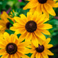 500 BROWN EYED SUSAN Rudbeckia Triloba Flower Seeds