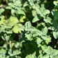 50 PERSIAN CATMINT Mussins Nepeta Racemosa Flower Seeds