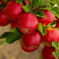 25 PARADISE APPLE Red Delicious Common Malus Pumila Domestica Fruit Tree Seeds