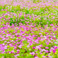 50 MILK VETCH Astragalus Sinicus Pink Purple Flower Ground Cover Legume Seeds