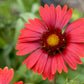 50 BURGUNDY GAILLARDIA Red Indian Blanket Flower Seeds