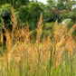 250 Ornamental INDIAN GRASS Sorghastrum Nutans Native Indiangrass Seeds