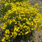 500 Organic GOLDEN FLAX Yellow Linseed Common Linum Flavum Flower Seeds