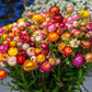 100 TALL Double MIXED Colors STRAWFLOWER Xerochrysum Bracteatum Helichrysum Monstrosum Flower Seeds