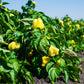 100 CANARY BELL PEPPER Sweet Yellow Capsicum Annuum Vegetable Seeds