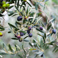 10 CANINO OLIVE TREE Olea Europaea Canino Edible European Common Green Black Fruit Seed