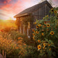 10 Early MAMMOTH RUSSIAN SUNFLOWER Helianthus Annuus Flower Seeds