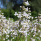1000 WHITE FOXGLOVE BEARDTONGUE Penstemon Digitalis Flower Seeds