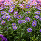 200 Purple Mix SWAN RIVER DAISY Brachyscome Iberidifolia Flower Seeds