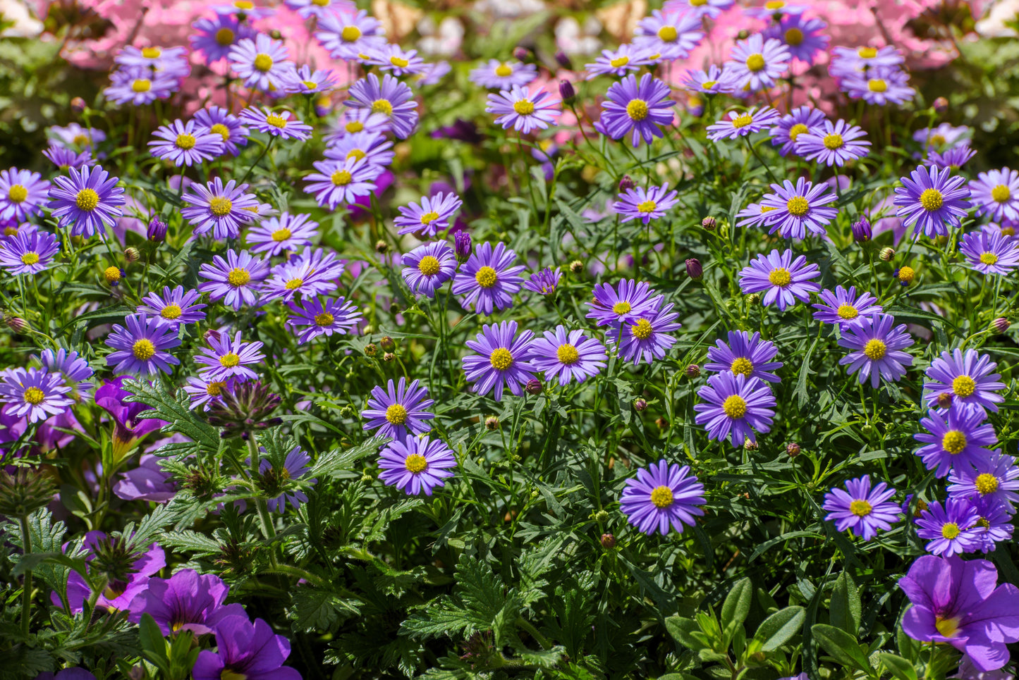200 Purple Mix SWAN RIVER DAISY Brachyscome Iberidifolia Flower Seeds