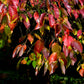 20 NANNYBERRY SWEET VIBURNUM Lentago Shrub Tree Blue Black Berry Fruit White Flower Seeds