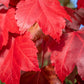 25 Scarlet CAROLINA RED MAPLE Tree Acer Rubrum Seeds
