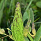 20 Green SPIDER MILKWEED Asclepias Viridis White Purple Monarch Flower Seeds