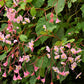 500 BULK HARDY BEGONIA Grandis Rose Pink Perennial Sun - Shade Flower Seeds