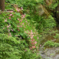500 BULK HARDY BEGONIA Grandis Rose Pink Perennial Sun - Shade Flower Seeds